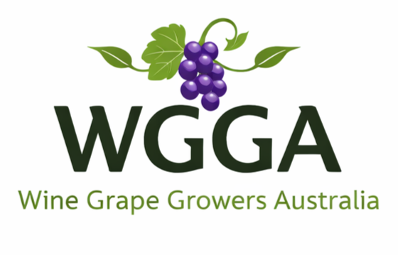 Best Organic Orange Wine